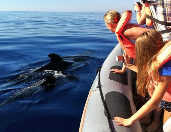 Rota dos Cetaceos